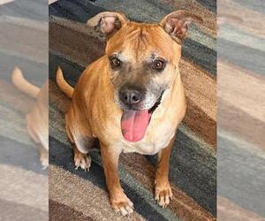 American Pit Bull Terrier-Unknown Mix Dogs for adoption in Globe, AZ, USA