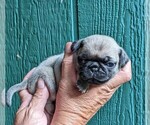 Puppy Girl 3 Pug