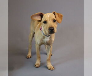 Jack Russell Terrier-Labrador Retriever Mix Dogs for adoption in Princeton, MN, USA