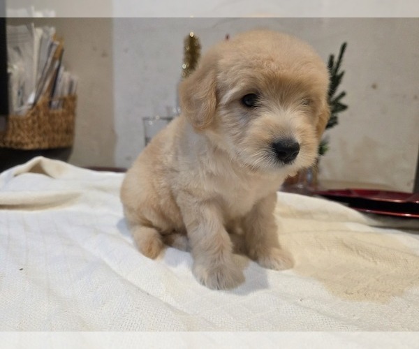 Medium Photo #20 Goldendoodle Puppy For Sale in DUBLIN, TX, USA