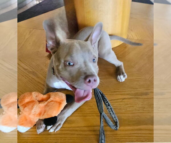 Medium Photo #2 American Bulldog-French Bulldog Mix Puppy For Sale in Brights Grove, Ontario, Canada