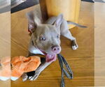 Small #1 American Bulldog-French Bulldog Mix