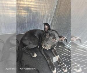 American Staffordshire Terrier-Unknown Mix Dogs for adoption in San Antonio, TX, USA
