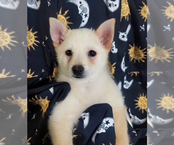 Medium Photo #1 Schipperke Puppy For Sale in SHREVE, OH, USA