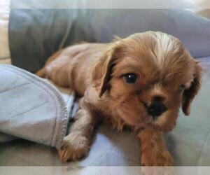 Medium Cavalier King Charles Spaniel
