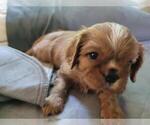 Puppy Aspen Cavalier King Charles Spaniel