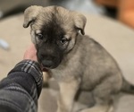 Small #4 Alaskan Malamute-Mastiff Mix