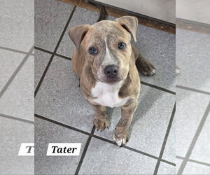 American Pit Bull Terrier-American Staffordshire Terrier Mix Dogs for adoption in Chester, VA, USA