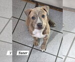 Small American Pit Bull Terrier-American Staffordshire Terrier Mix