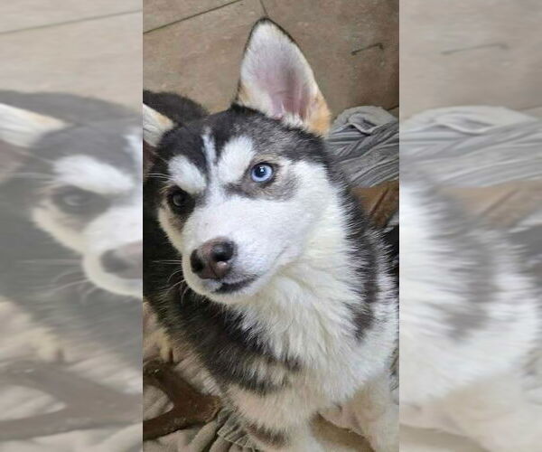 Medium Photo #1 Siberian Husky Puppy For Sale in Matawan, NJ, USA