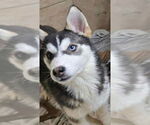 Small Siberian Husky