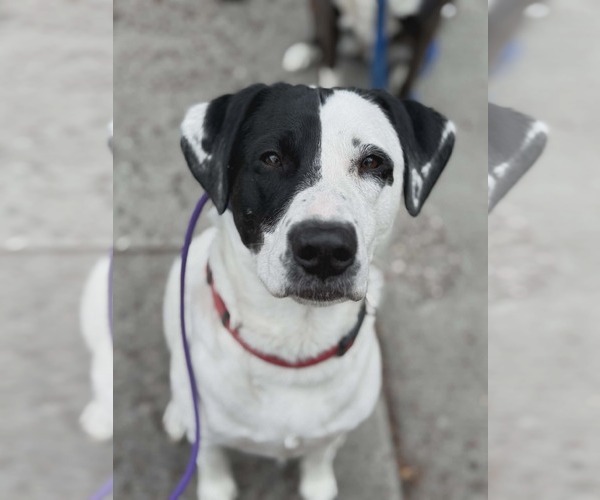 Medium Photo #3 Labrador Retriever-Unknown Mix Puppy For Sale in Sandy, UT, USA
