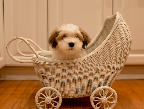 Medium Photo #1 Havanese Puppy For Sale in NEW ALBANY, OH, USA