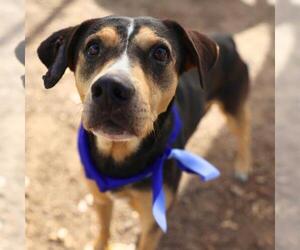 Mutt Dogs for adoption in San Antonio, TX, USA