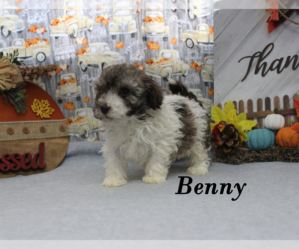 Medium Photo #20 Poodle (Toy) Puppy For Sale in CHANUTE, KS, USA
