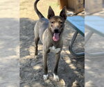 Small #1 Mutt