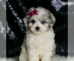Small #1 Maltipoo