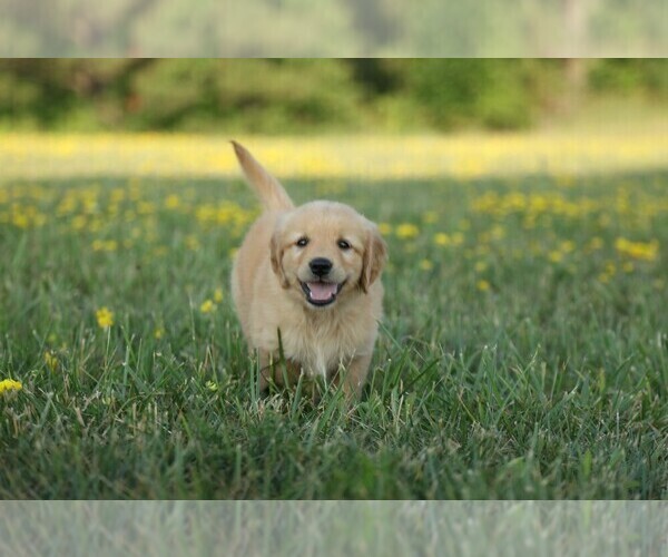 Medium Photo #2 Golden Retriever Puppy For Sale in MEMPHIS, MO, USA