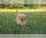 Small Photo #2 Golden Retriever Puppy For Sale in MEMPHIS, MO, USA