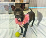 Small #1 Mutt
