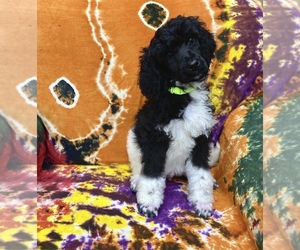 Poodle (Standard) Puppy for sale in SIKESTON, MO, USA