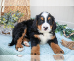 Small Photo #23 Bernese Mountain Dog Puppy For Sale in BIRD IN HAND, PA, USA