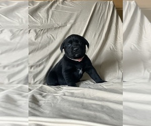 Labsky Puppy for sale in CANFIELD, OH, USA