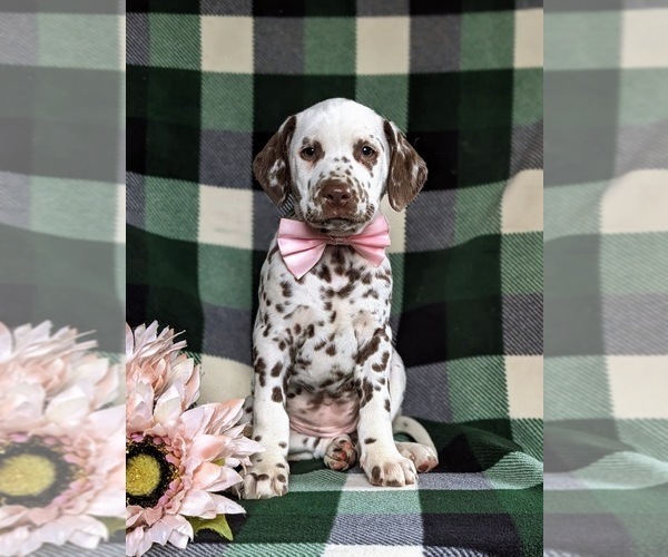 Medium Photo #2 Dalmatian Puppy For Sale in QUARRYVILLE, PA, USA
