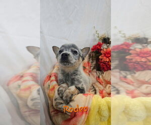 KP Rodeo - Male Mutt Dog for Adoption - Photo #4