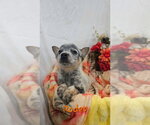 Small Photo #4 Mutt Puppy For Sale in Foristell, MO, USA