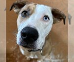 Small Photo #13 American Pit Bull Terrier-Australian Shepherd Mix Puppy For Sale in Kanab, UT, USA