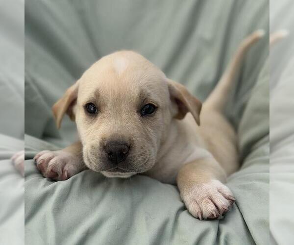 Medium Photo #3 Labrador Retriever-Unknown Mix Puppy For Sale in San Diego, CA, USA