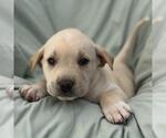 Small #2 Labrador Retriever Mix