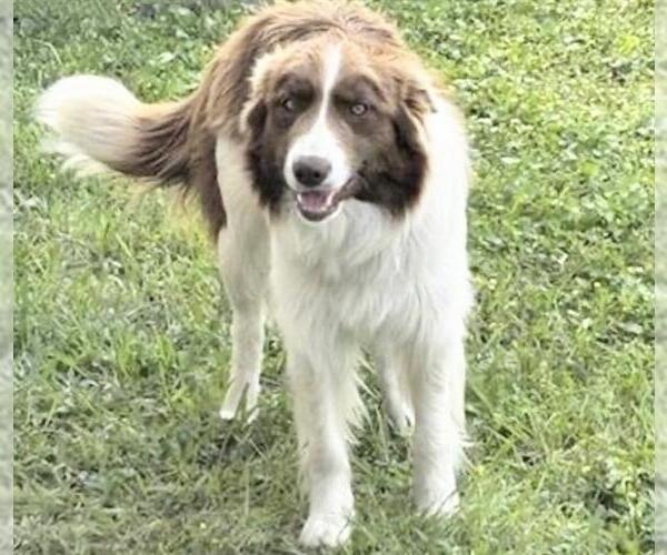 Medium Photo #1 Border Collie Puppy For Sale in Houston, TX, USA