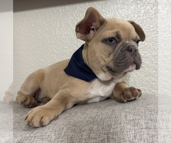 Medium Photo #1 French Bulldog Puppy For Sale in TEMPLE, TX, USA