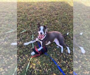 Mutt Dogs for adoption in Boston, MA, USA