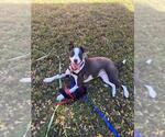 BOLOGNA - Male Mutt Dog for Adoption - Small photo