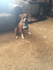 Boxer Puppy for sale in METAMORA, IL, USA