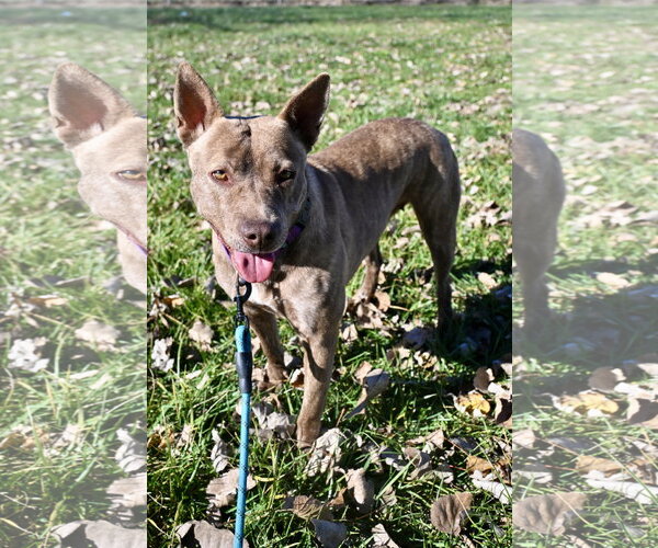 Medium Photo #5 Mutt Puppy For Sale in DuQuoin, IL, USA