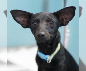 Dachshund-Unknown Mix Dogs for adoption in San Antonio, TX, USA