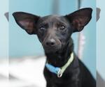 PICO - Male Dachshund-Unknown Mix Dog for Adoption - Small photo