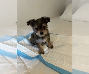 Morkie Puppy for sale in VIRGINIA BEACH, VA, USA