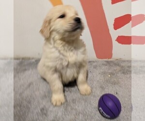 Golden Retriever Puppy for sale in GOODING, ID, USA