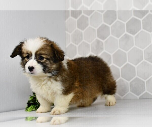 Medium Photo #46 Pembroke Welsh Corgi Puppy For Sale in MIDDLEBURY, IN, USA
