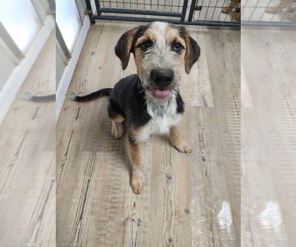Medium Photo #4 Australian Shepherd-German Shepherd Dog Mix Puppy For Sale in Bolivar, MO, USA