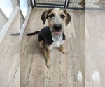 Small #3 Australian Shepherd-German Shepherd Dog Mix
