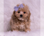 Small Photo #122 Maltipoo (Miniature) Puppy For Sale in WARSAW, IN, USA