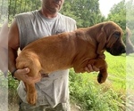 Small Photo #2 Bloodhound Puppy For Sale in CERRO GORDO, NC, USA
