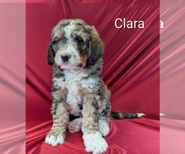 Medium Photo #10 Bernedoodle Puppy For Sale in CANON CITY, CO, USA