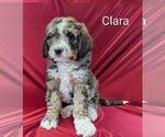Small Photo #10 Bernedoodle Puppy For Sale in CANON CITY, CO, USA